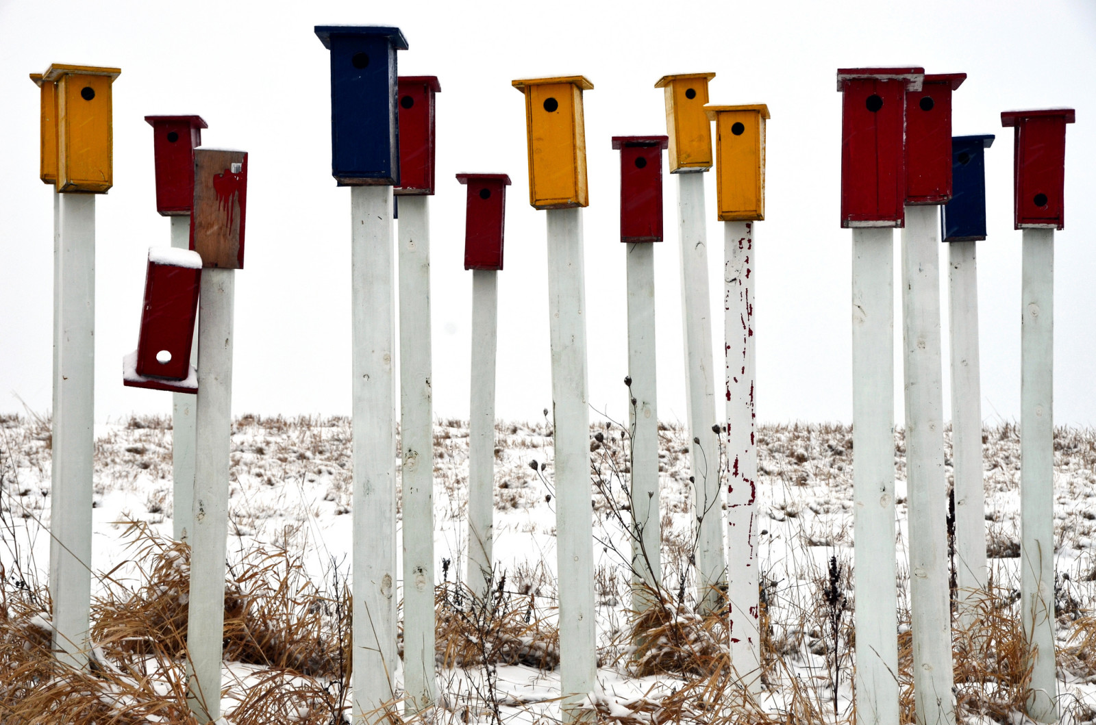 snö, färgad, pinne, birdhouses