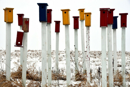 fuglekasser, farget, snø, pinne