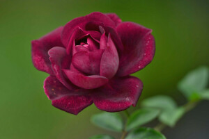 nature, petals, plant, rose