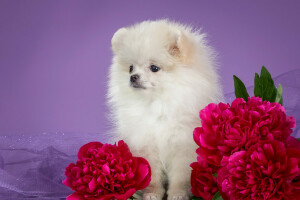 peonías, perrito, Perro de Pomerania, blanco