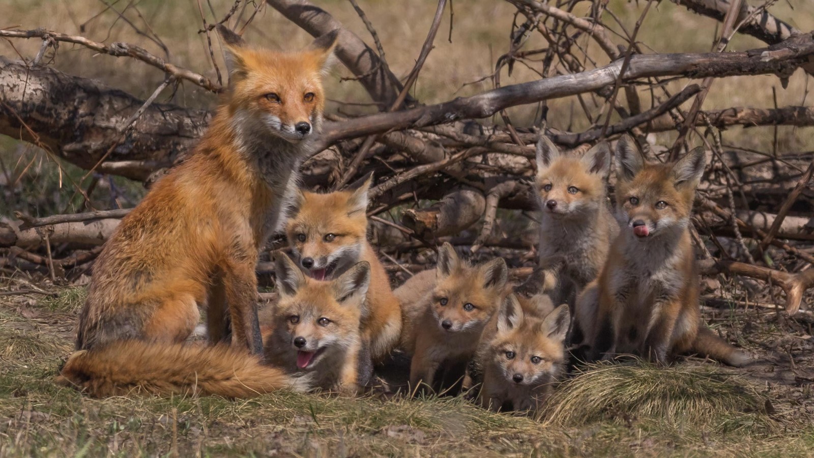 ramas, familia, zorro, cría, cachorros