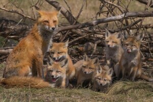 branches, nichée, petits, famille, Renard