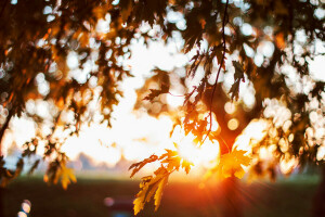 bokeh, pozostawia, słońce, drzewo