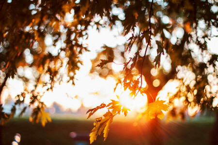 bokeh, bladeren, de zon, boom