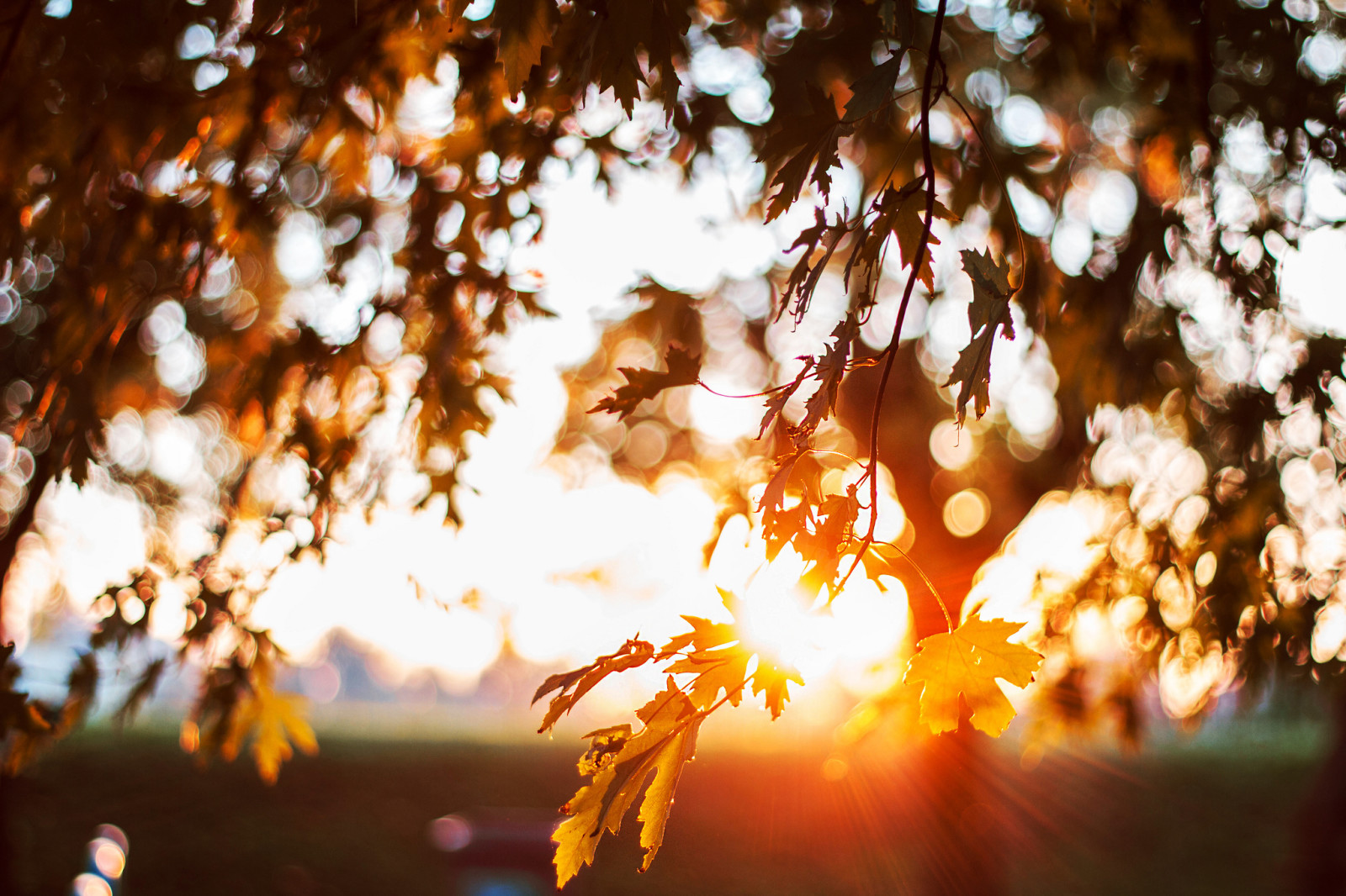 árbol, bokeh, hojas, el sol