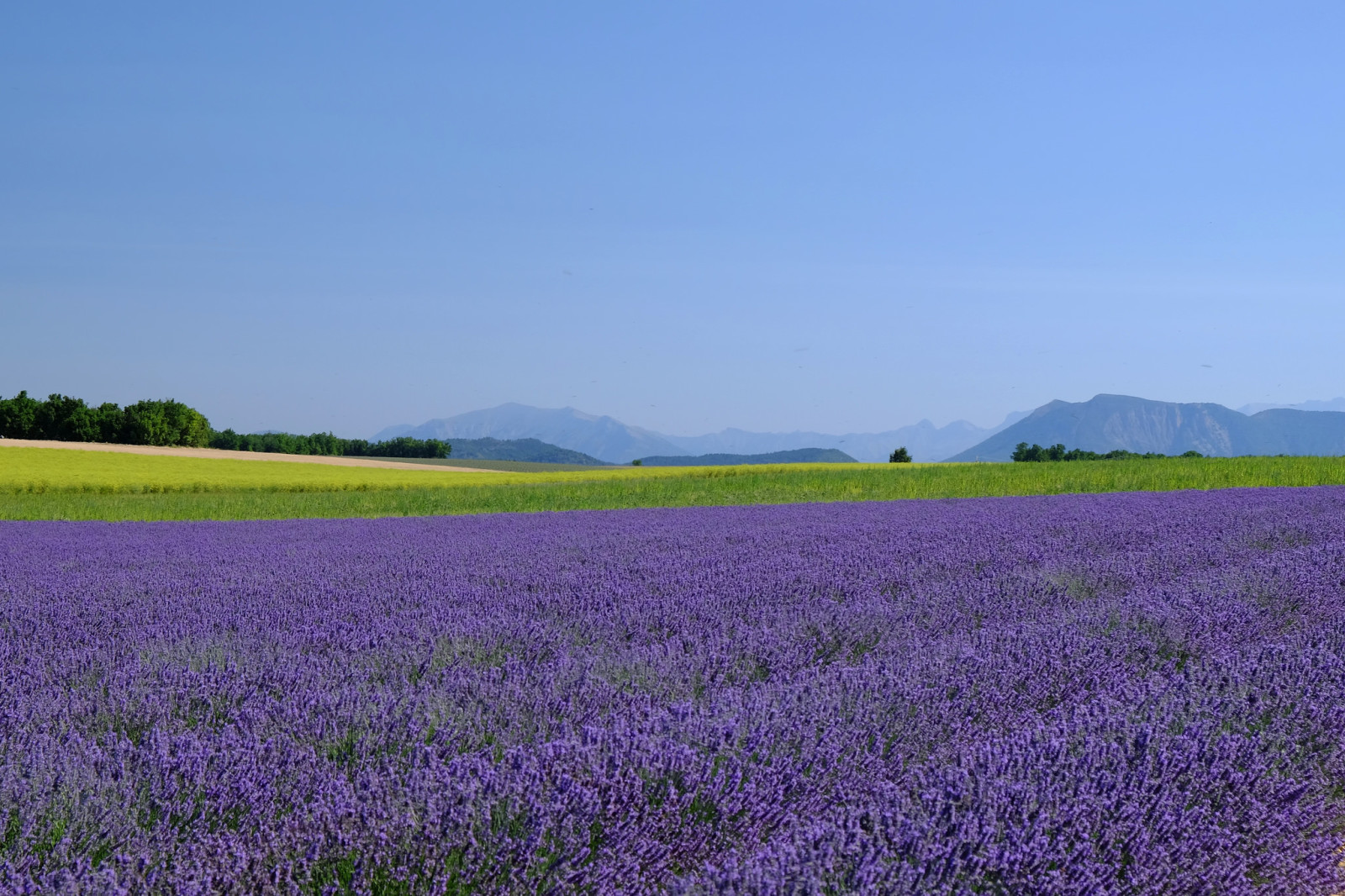 il cielo, campo, lavanda, campo di lavanda, montagne, orizzonte, azienda agricola