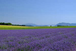 farma, lúka, horizont, levanduľa, levandulové pole, hory, obloha