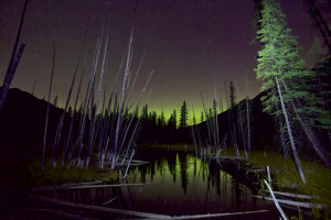 bosque, estrella nocturna, Auroras boreales, pantano, el cielo, arboles