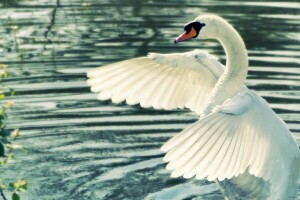 swan, water, wings