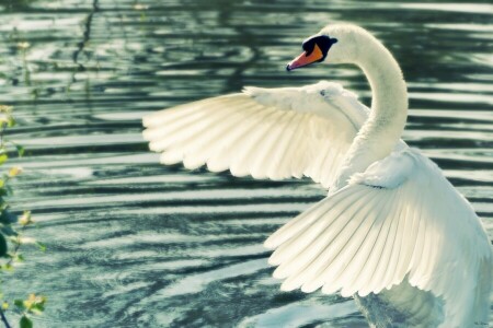 cygne, l'eau, ailes