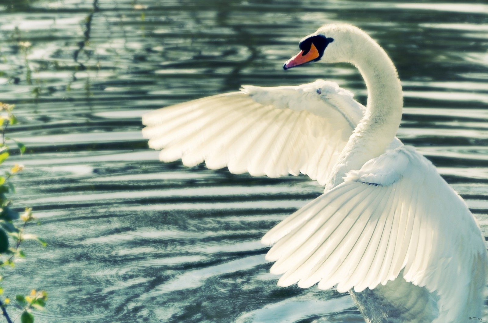 water, wings, swan