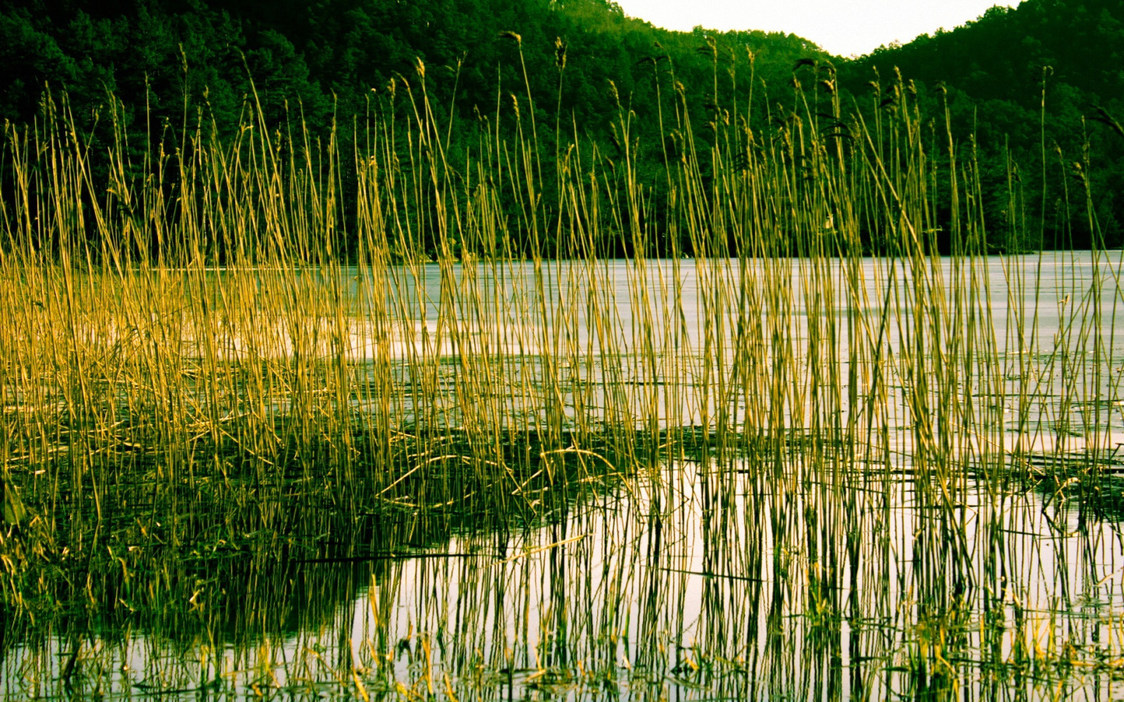 forest, river, lake, trees, reed, plant, mountains