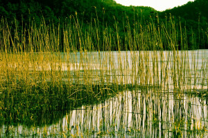 Wald, See, Berge, Pflanze, Schilf, Fluss, Bäume