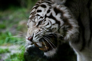 gatto, viso, zanne, sorriso, tigre bianca