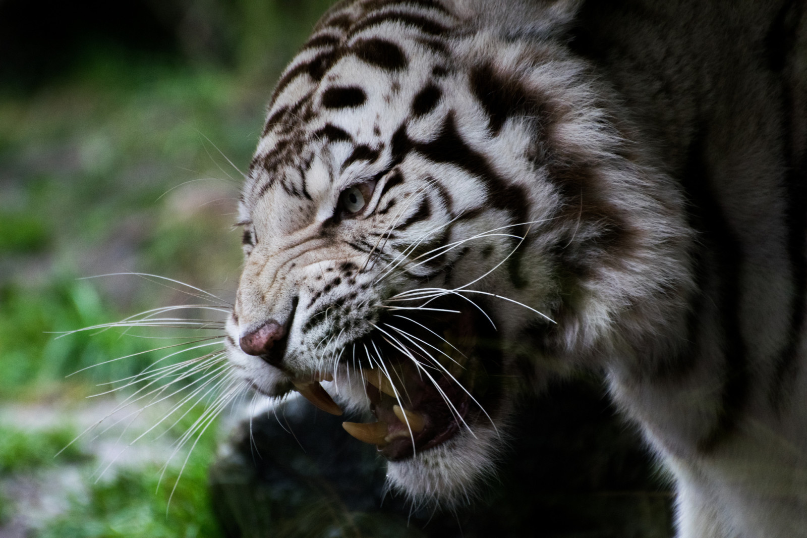 visage, chat, crocs, sourire, tigre blanc