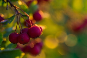 background, hawthorn, nature