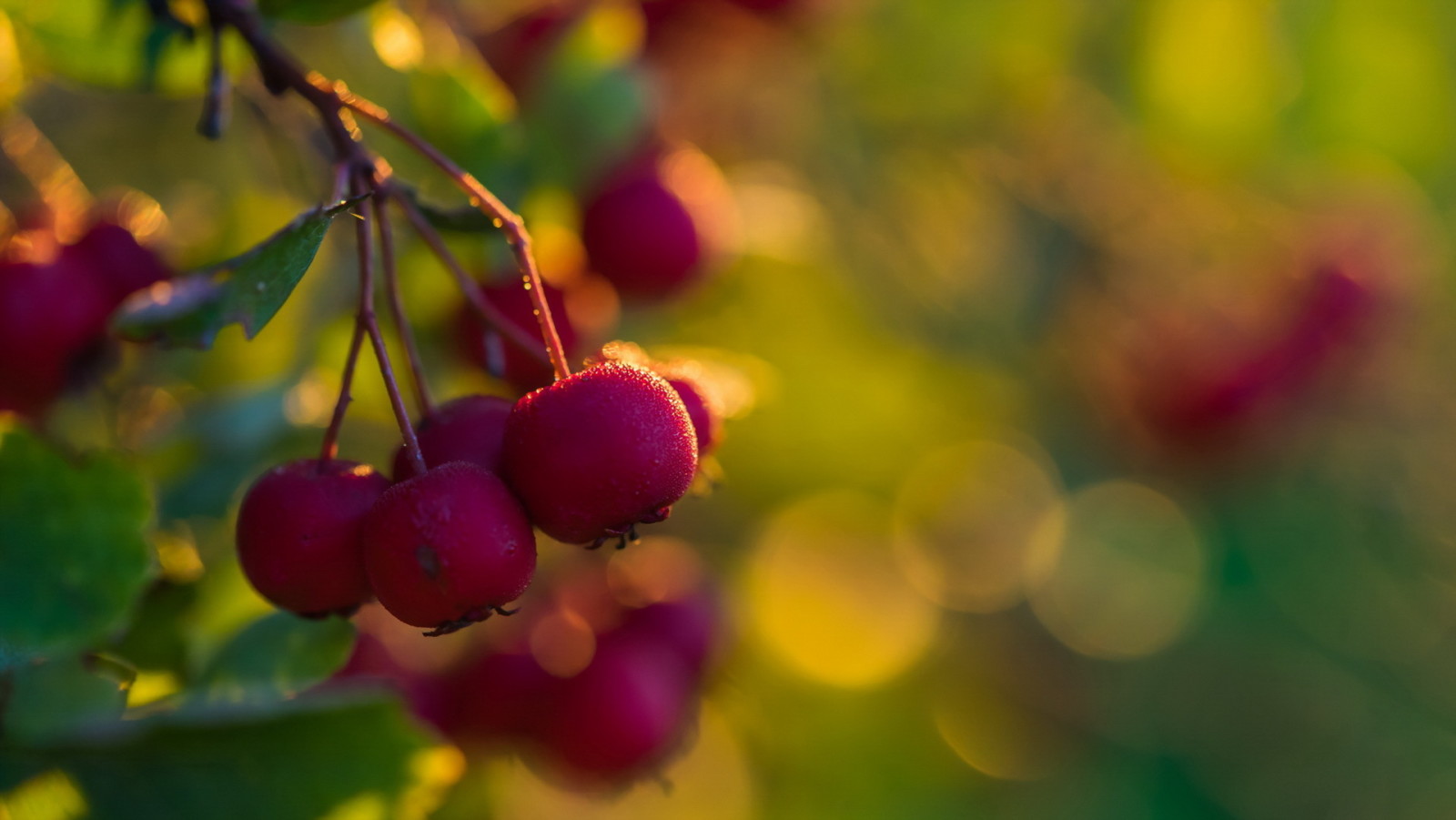 nature, background, hawthorn