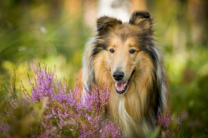 Collie, Hund, Gesicht, Heidekraut