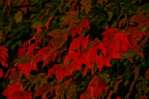 herfst, bladeren, esdoorn-, De karmozijnrood, boom