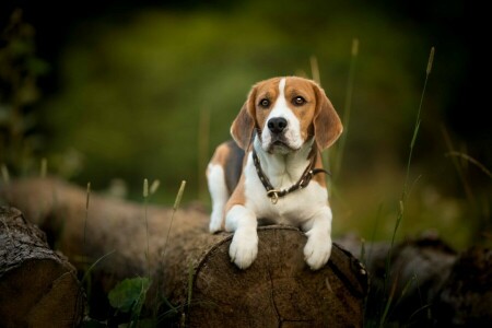 beagle, pes, log, look