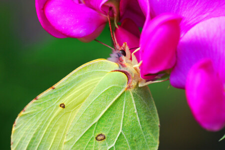 BUTTERFLY, flower, green, nectar, wings