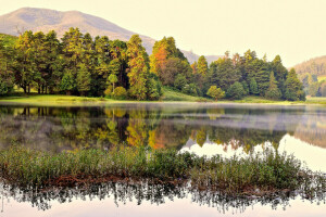 forest, haze, lake, nature, trees