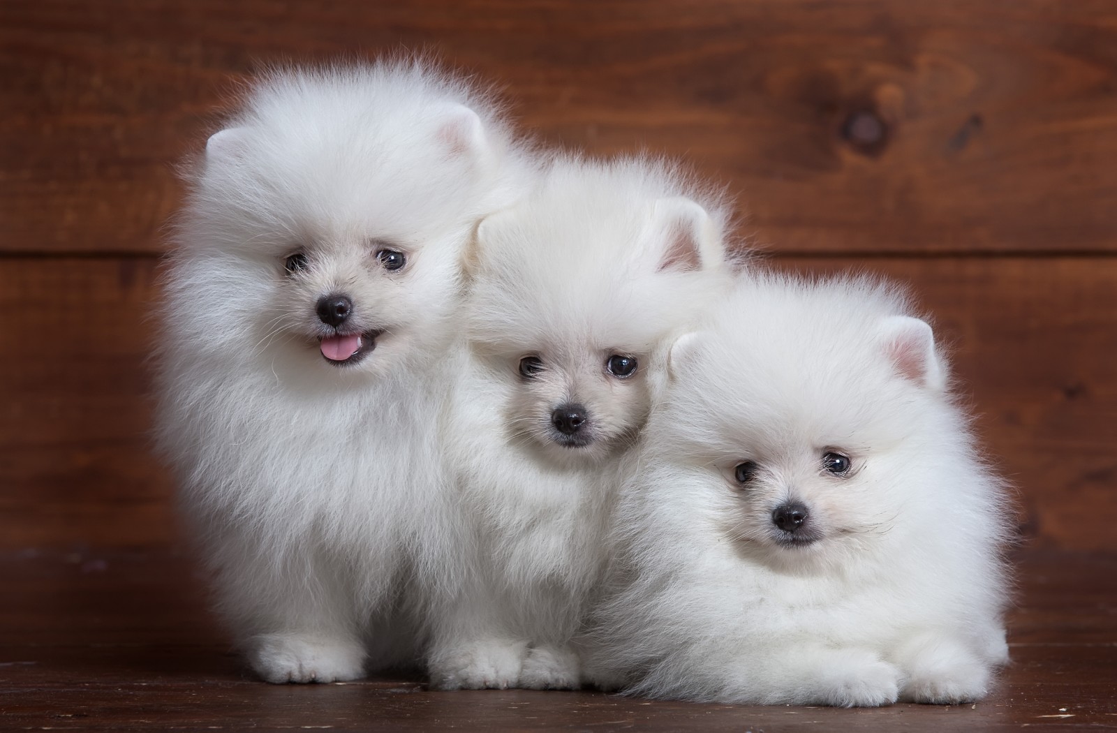 puppy, pluizig, wit, trio, keeshond