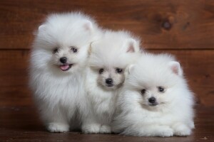 fluffy, puppy, Spitz, trio, white