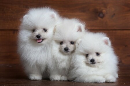 duveteux, chiot, Loulou, trio, blanc