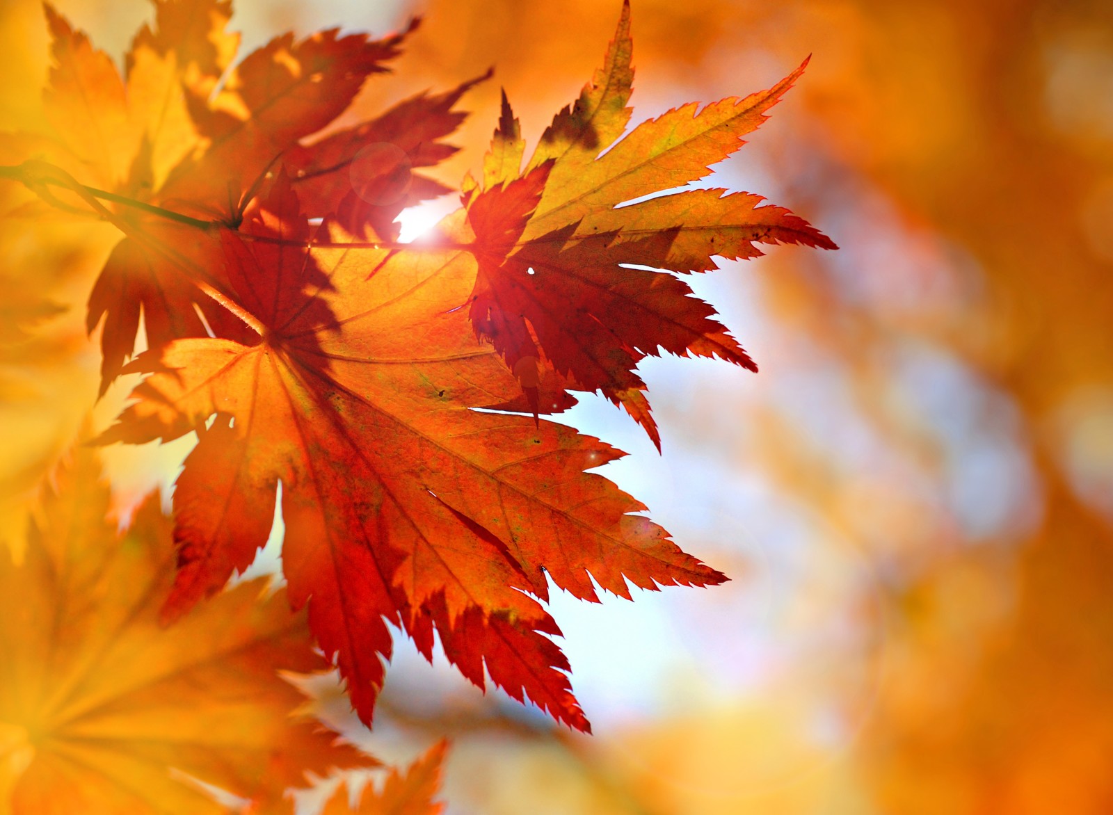 herfst, bladeren, esdoorn-, Vallen