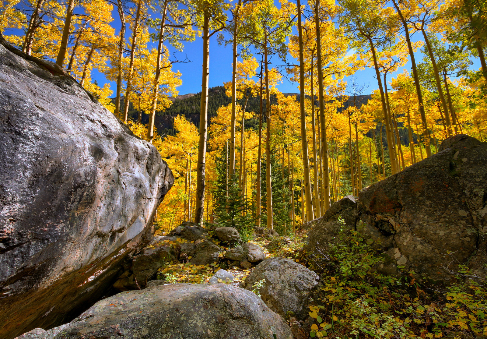 autumn, forest, the sky, stones, trees, mountains, rocks, grove