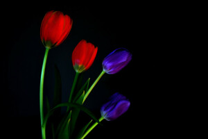 antecedentes, macro, pétalos, vástago, tulipanes