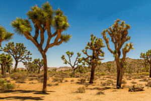 púštne, duny, Národný park Joshua Tree, piesok, ker, USA