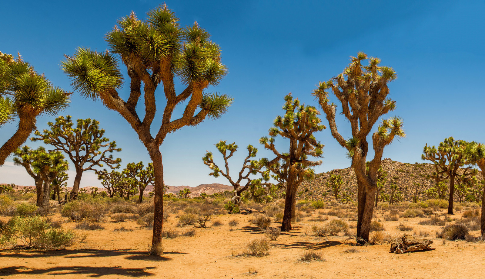 Sivatag, USA, homok, cserje, dűnék, Joshua Tree Nemzeti Park