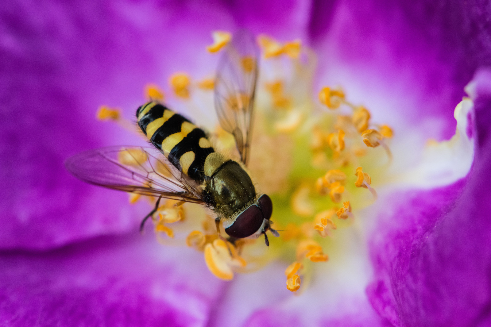 flower, paint, petals, stamens, insect, Drone, Bee