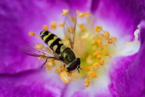 Bee, Drone, flower, insect, paint, petals, stamens