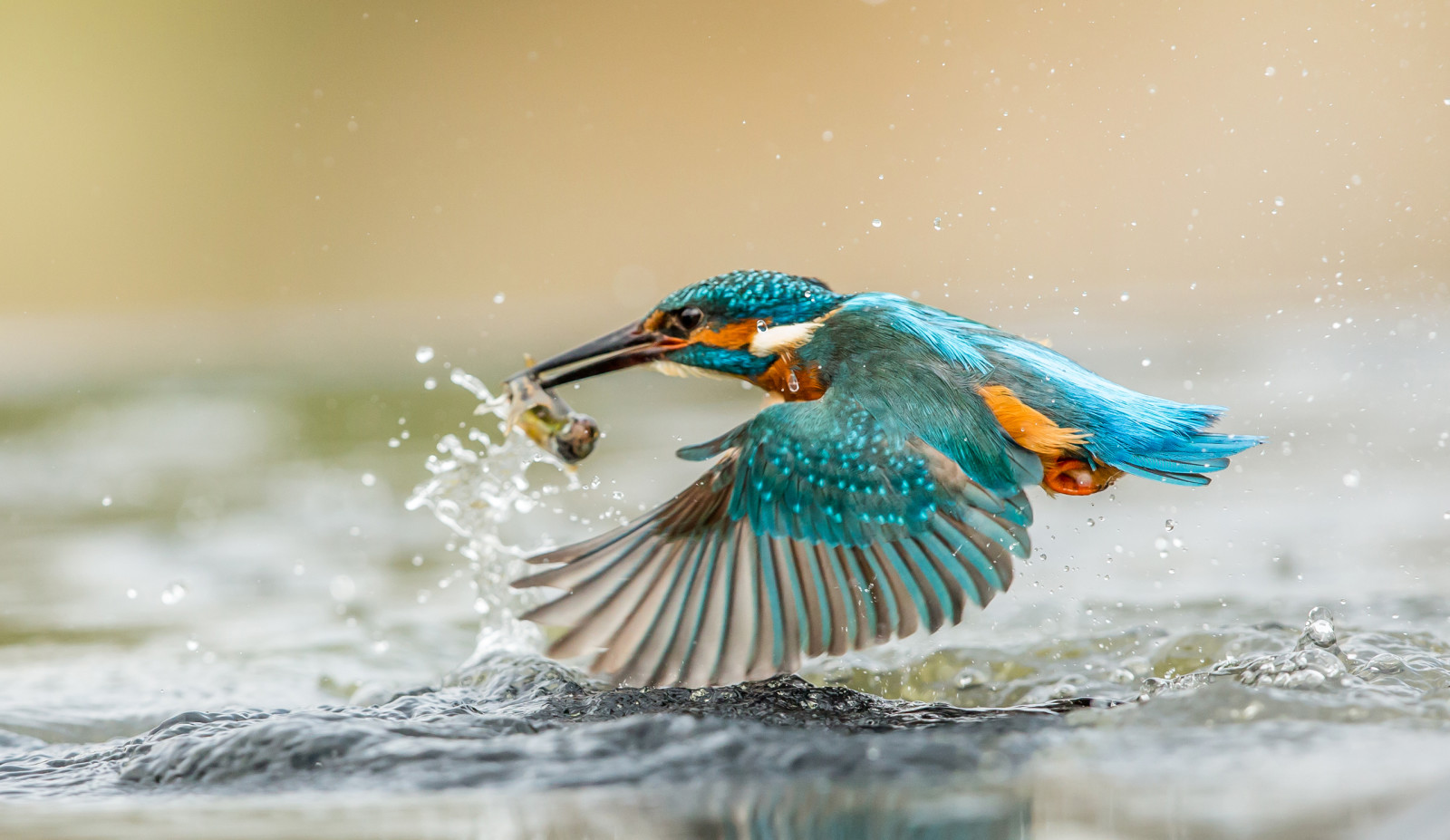 vogel, Vleugels, Ijsvogel, spuiten