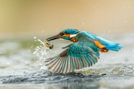 bird, Kingfisher, squirt, wings