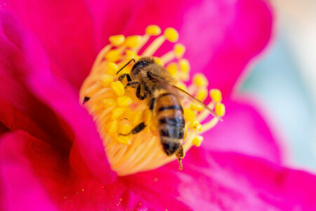 abeja, flor, insecto, pétalos