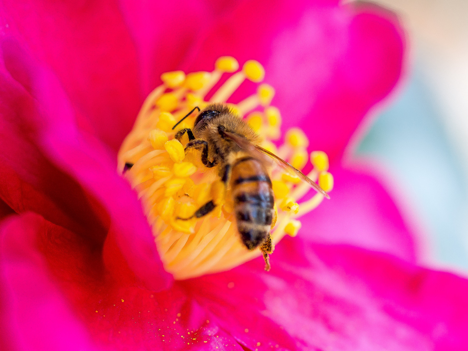 Blume, Blütenblätter, Insekt, Biene