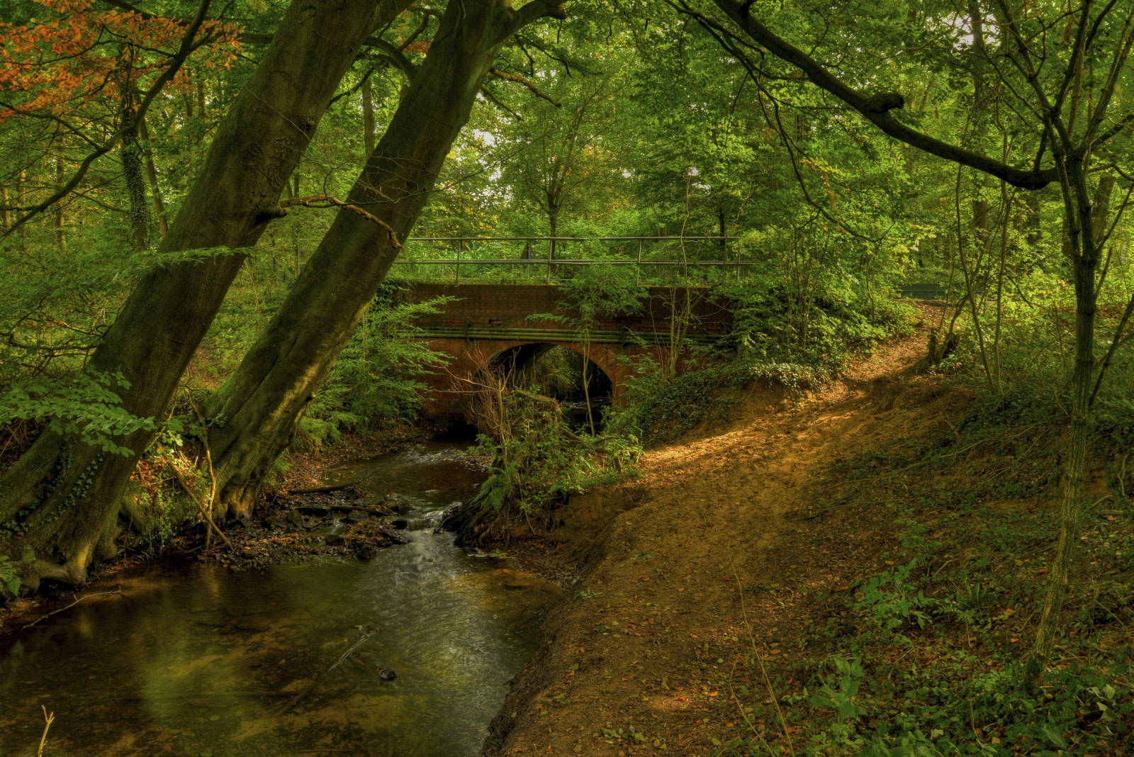 Woud, rivier-, bomen, Brug, boog