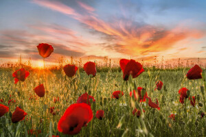 skyer, Mark, blomster, Maki, eng, natur, rød, solnedgang