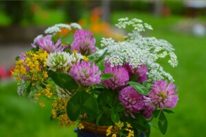 Kleeblatt, Blumen, Frühling