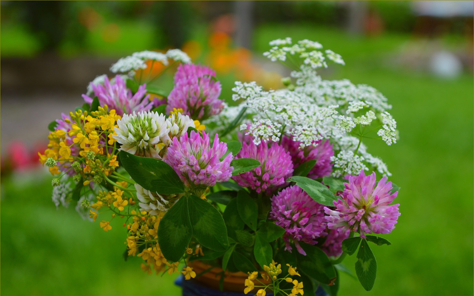 fiori, primavera, trifoglio