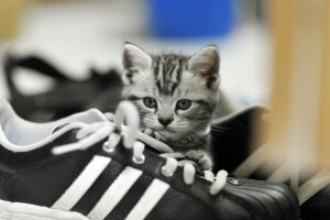 eyes, kitty, Laces, look, shoes