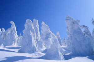 Skov, frost, sne, himlen, træer, vinter