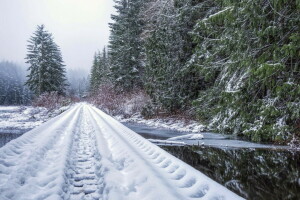 foresta, strada, inverno