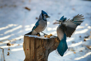 birds, feathers, stump, wings, winter