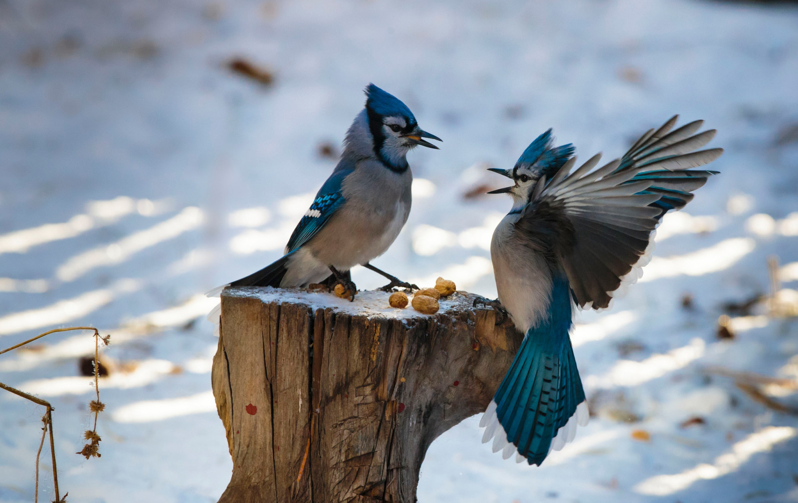 winter, wings, birds, feathers, stump