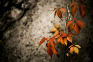 otoño, hojas, naturaleza